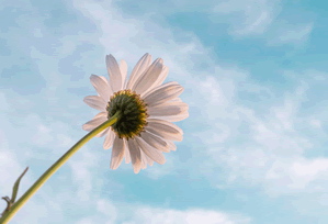 欢迎在宝塔面板安装Z-BlogPHP！